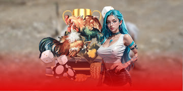 Bí quyết huấn luyện gà đá đòn độc hiệu quả