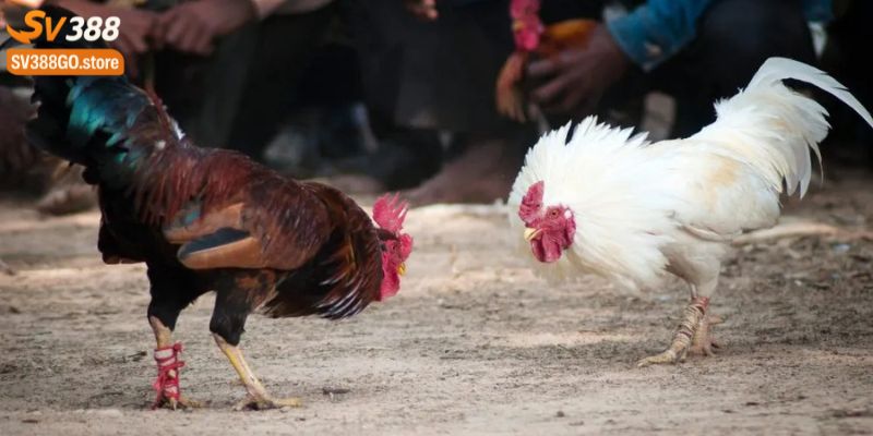 Hệ thống công nghệ phát sóng hiện đại hoá