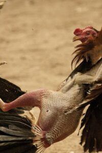 SV388 Trực Tiếp: Trải Nghiệm Theo Dõi Có Gì Đáng Chú Ý