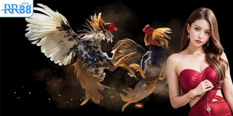 Các loại gà và cách phân loại trong sảnh cược đá gà RR88