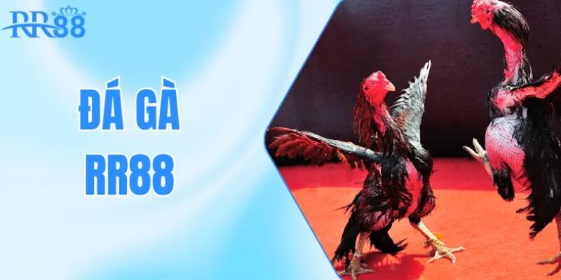 Giao diện của sảnh đá gà RR88 có dễ sử dụng không?