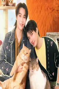 Đổi Tình Lấy Mèo